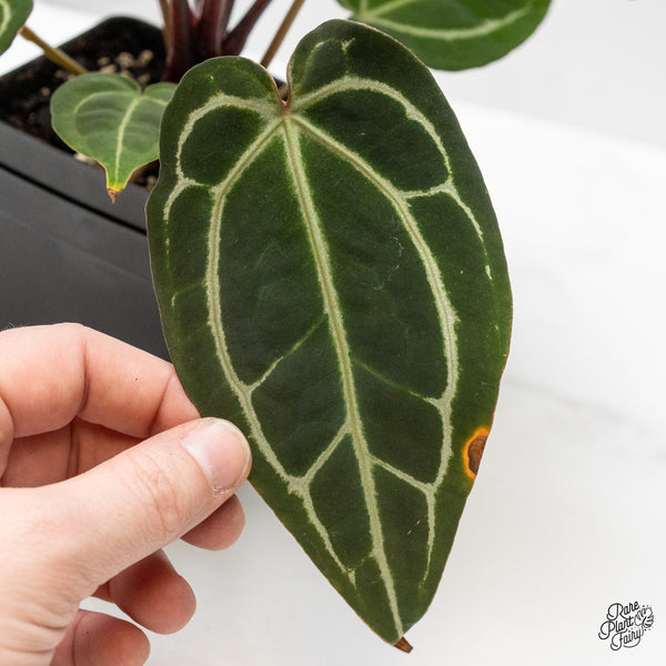 Anthurium Michelle '1' x Purple Rain '27' by DocBlock® (wk48-U)