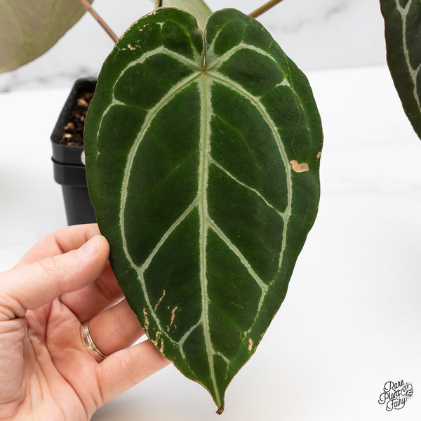 Anthurium Michelle '1' x Purple Rain '27' by DocBlock® (wk49-Q)