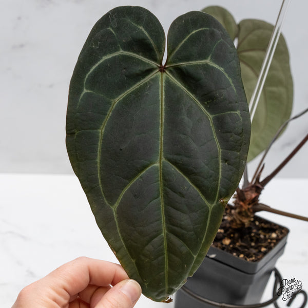 Anthurium Michelle '1' x Red Velvet Cake '24' by DocBlock® (wk48-C)