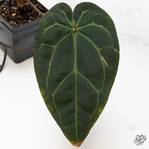 Anthurium Michelle '1' x Red Velvet Cake '24' by DocBlock® (wk48-C)