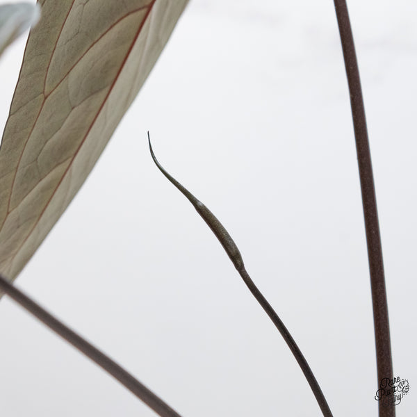 Anthurium Michelle '1' x Red Velvet Cake '24' by DocBlock® (wk48-C)