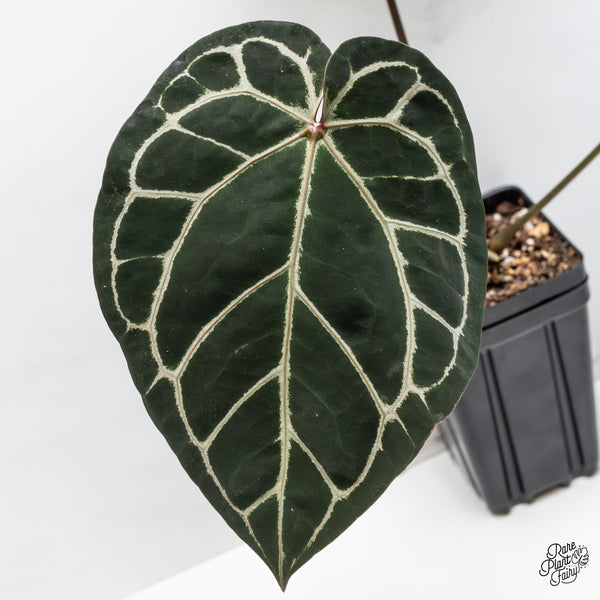 Anthurium Orange '26' x DocBlock Crystal Red '12' by DocBlock® (wk50-L)