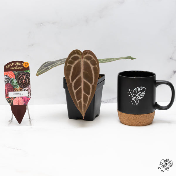 Anthurium Purple Rain '27' x Red Velvet Cake '24' by DocBlock® (wk47-P)