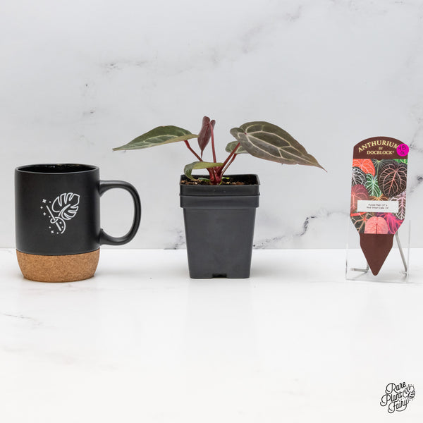 Anthurium Purple Rain '27' x Red Velvet Cake '24' by DocBlock® (wk48-G)