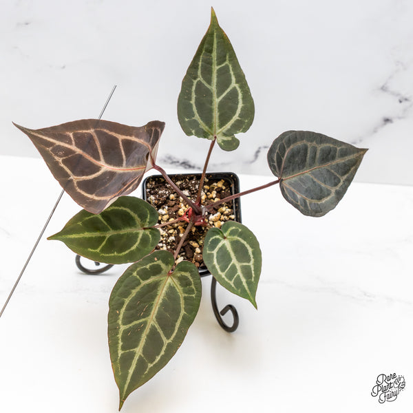 Anthurium Purple Rain '27' x Red Velvet Cake '24' by DocBlock® (wk50-G)