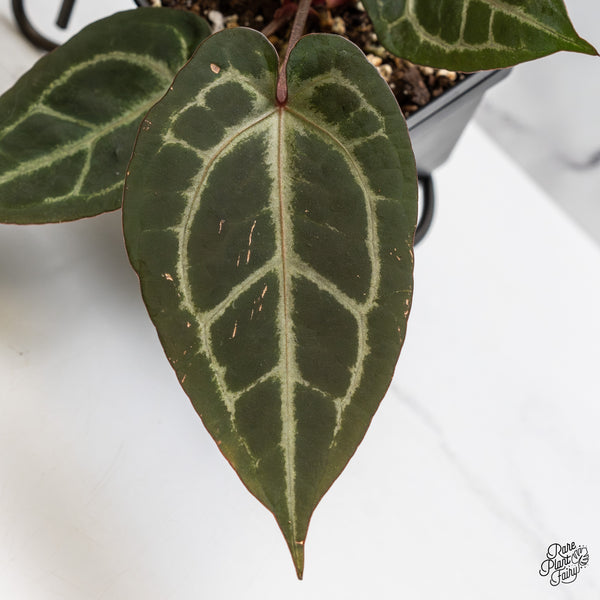 Anthurium Purple Rain '27' x Red Velvet Cake '24' by DocBlock® (wk50-G)