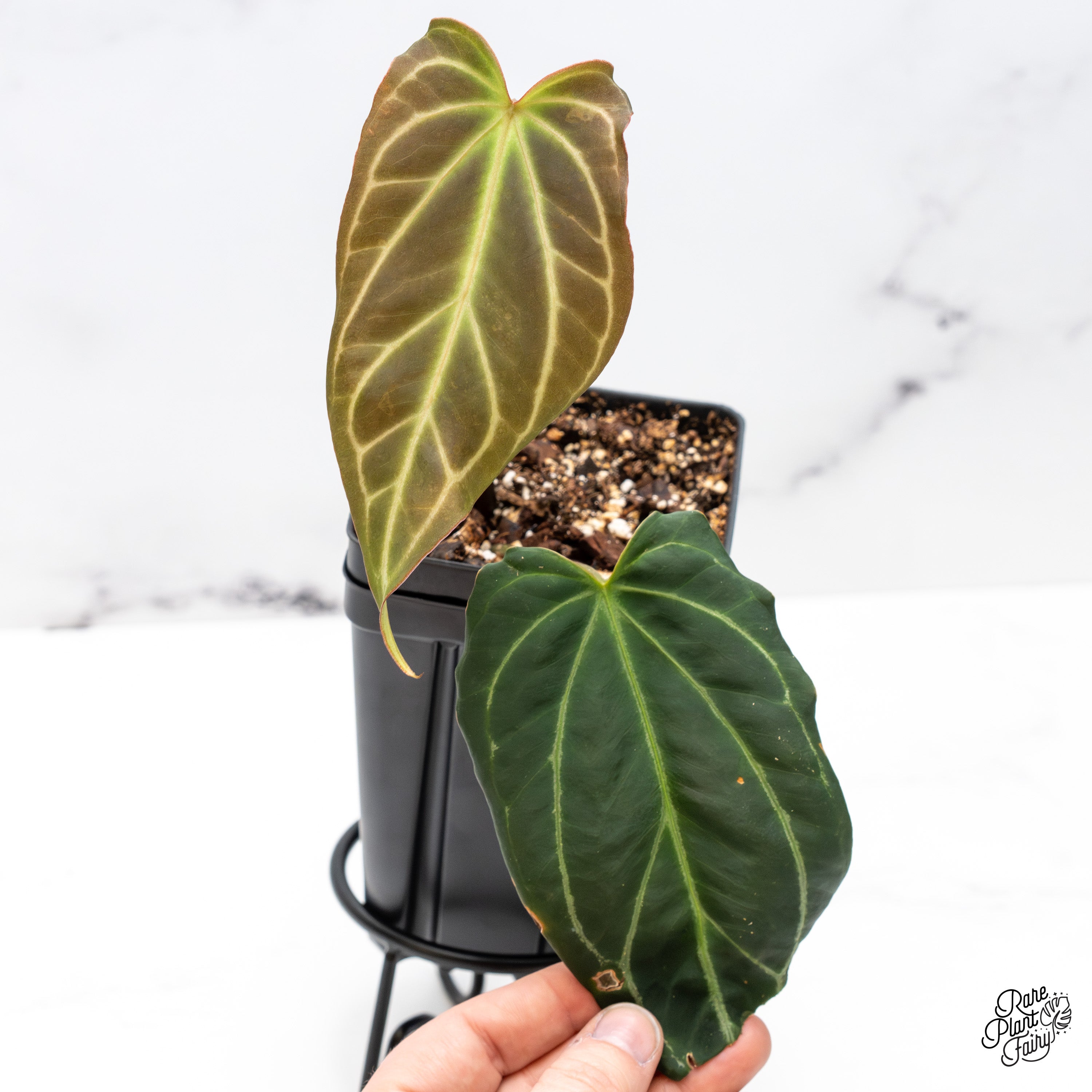 Anthurium Red Velvet Cake '24' x Black Widow '13' by DocBlock