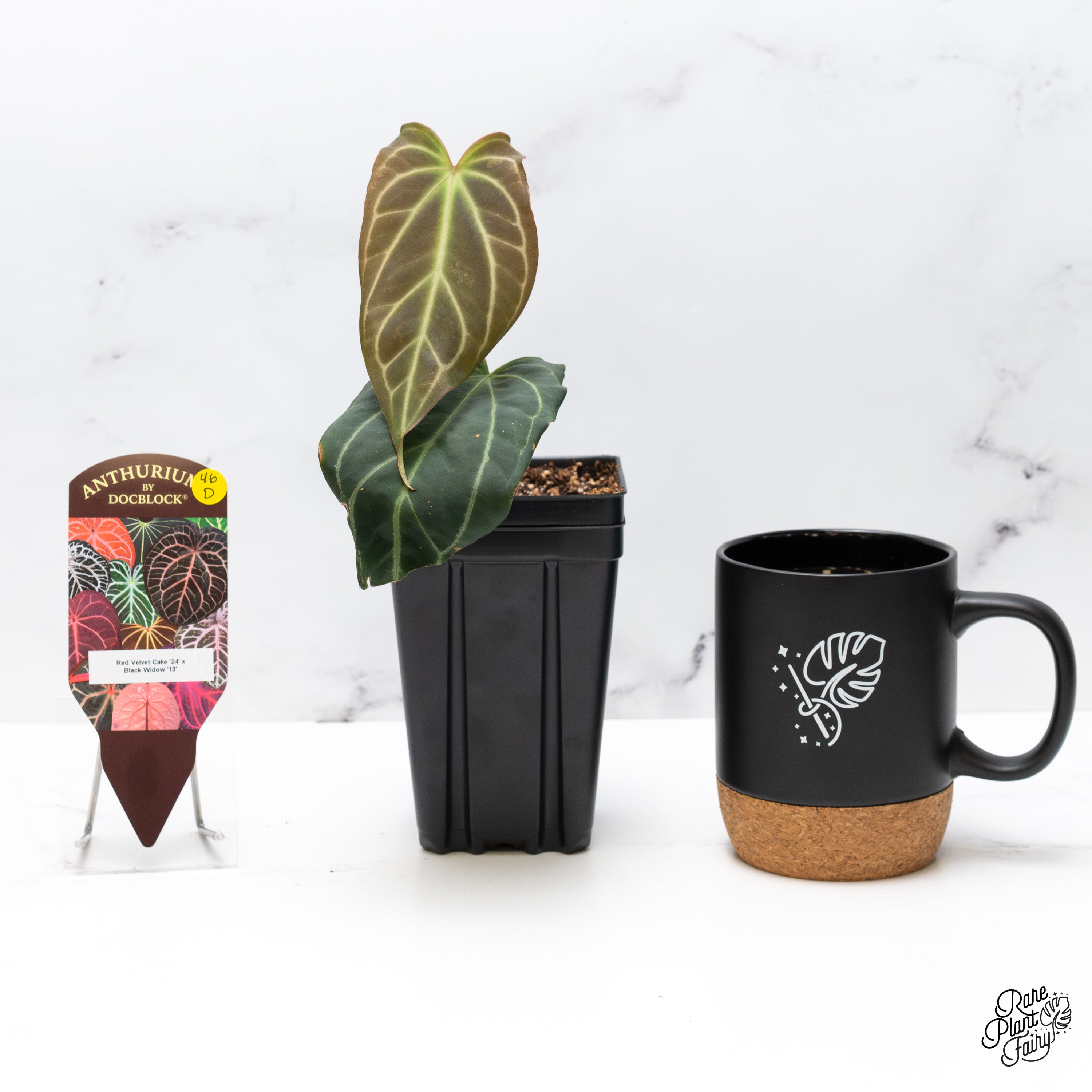 Anthurium Red Velvet Cake '24' x Black Widow '13' by DocBlock