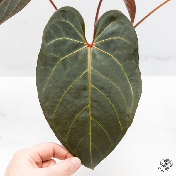 Anthurium Red Velvet Cake '24' x Dark & Handsome '9' by DocBlock® (wk48-X)