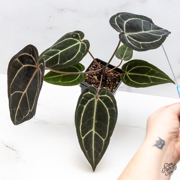 Anthurium Red Velvet Cake '24' x Zara '29' by DocBlock® (wk46-Q)