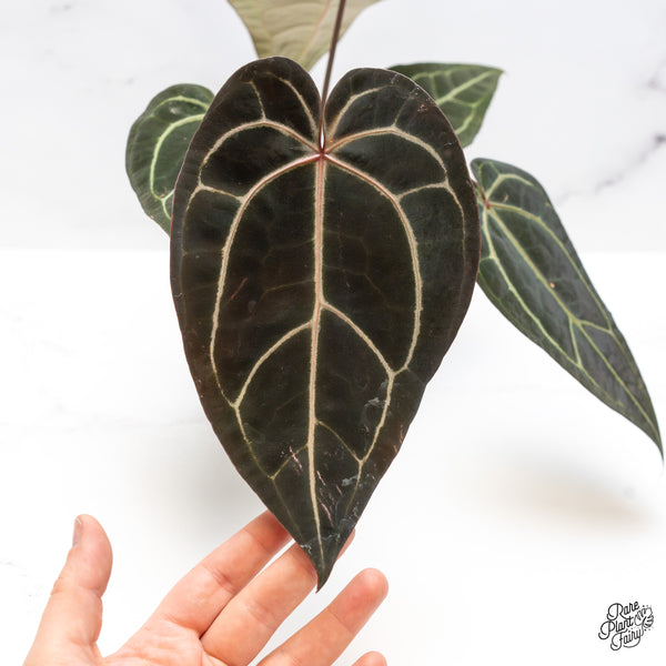 Anthurium Red Velvet Cake '24' x Zara '29' by DocBlock® (wk46-Q)