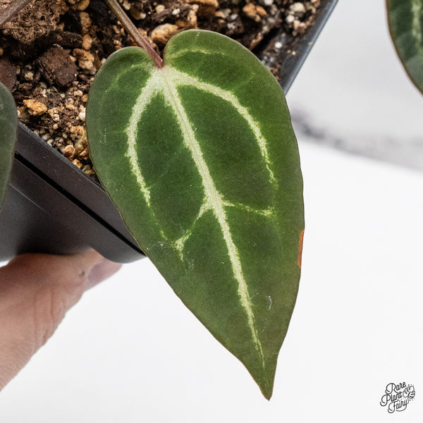 Anthurium Red Velvet Cake '24' x Zara '29' by DocBlock® (wk46-R)