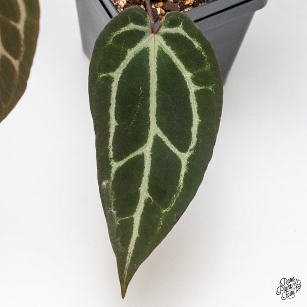 Anthurium Red Velvet Cake '24' x Zara '29' by DocBlock® (wk46-R)