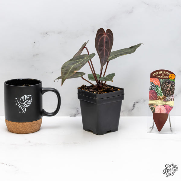 Anthurium Red Velvet Cake '24' x Zara '29' by DocBlock® (wk47-K)