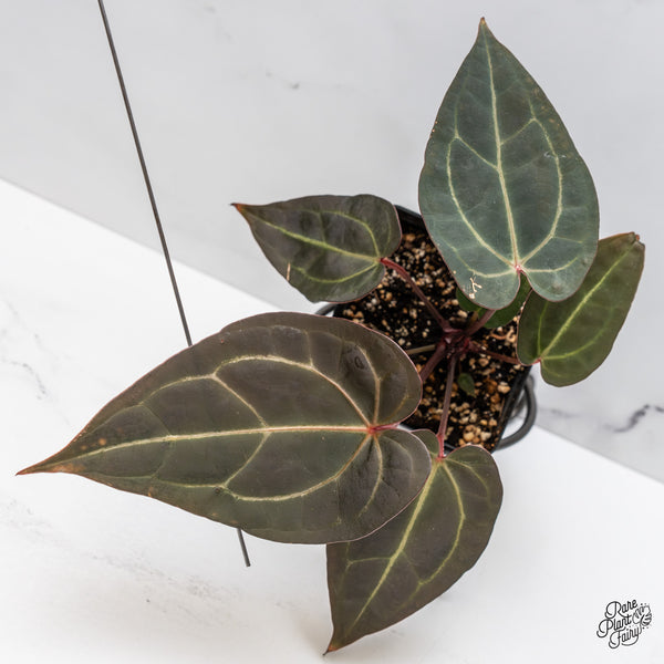 Anthurium Red Velvet Cake '24' x Zara '29' by DocBlock® (wk47-Q)