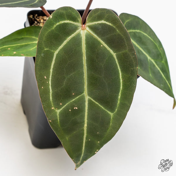 Anthurium Red Velvet Cake '24' x Zara '29' by DocBlock® (wk47-Y)