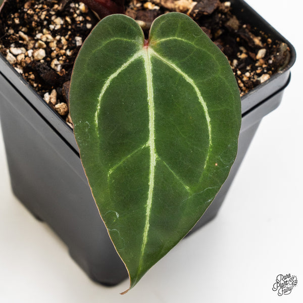 Anthurium Red Velvet Cake '24' x Zara '29' by DocBlock® (wk47-Y)