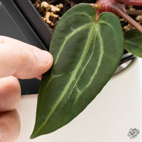 Anthurium Red Velvet Cake '24' x Zara '29' by DocBlock® Variegated (wk48-UL)