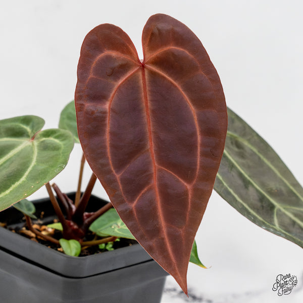 Anthurium Red Velvet Cake '24' x Zara '29' by DocBlock® (wk48-Y)