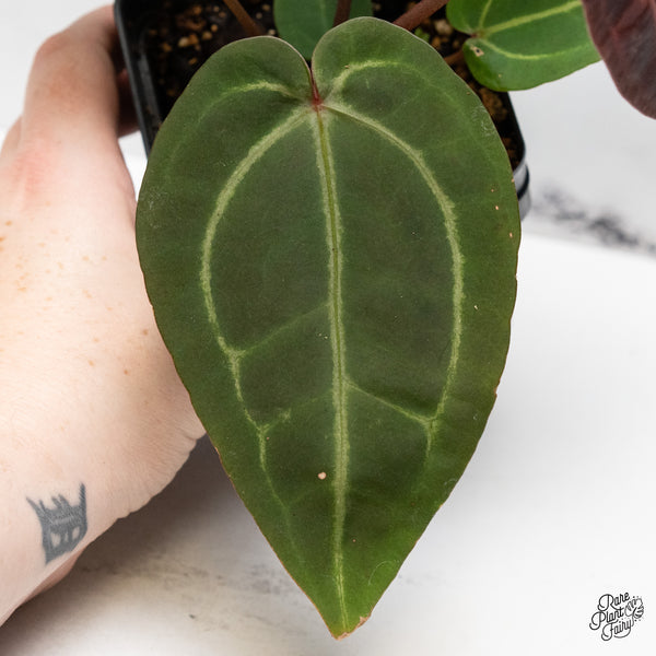 Anthurium Red Velvet Cake '24' x Zara '29' by DocBlock® (wk48-Y)