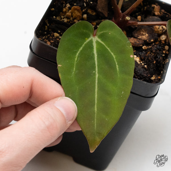 Anthurium Red Velvet Cake '24' x Zara '29' by DocBlock® (wk48-Z)