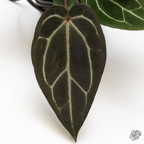 Anthurium Red Velvet Cake '24' x Zara '29' by DocBlock® (wk49-P)