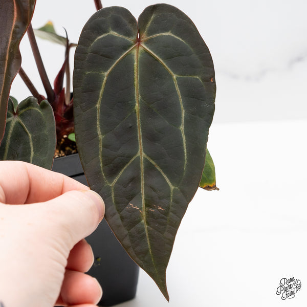 Anthurium Red Velvet Cake '24' x Zara '29' by DocBlock® (wk50-A)