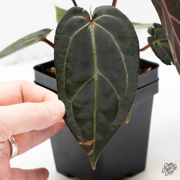 Anthurium Red Velvet Cake '24' x Zara '29' by DocBlock® (wk50-A)