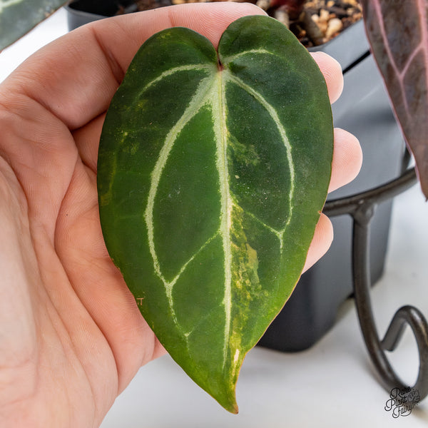 Variegated Anthurium Red Velvet Cake '24' x Zara '29' by DocBlock® (wk50-UK)