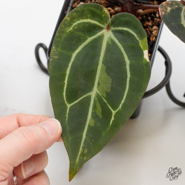 Variegated Anthurium Red Velvet Cake '24' x Zara '29' by DocBlock® (wk50-UK)