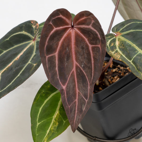 Variegated Anthurium Red Velvet Cake '24' x Zara '29' by DocBlock® (wk50-UK)