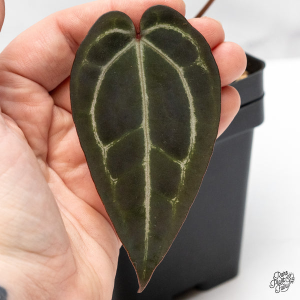 Anthurium Red Velvet Cake '24' x Zara '29' by DocBlock® (wk50-U)