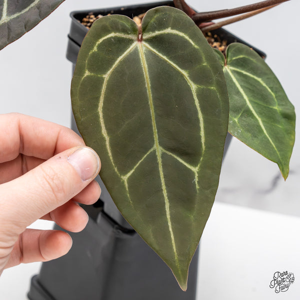 Anthurium Red Velvet Cake '24' x Zara '29' by DocBlock® (wk46-V)