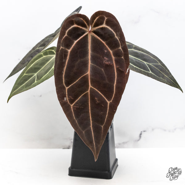 Anthurium Red Velvet Cake '24' x Zara '29' by DocBlock® (wk46-V)