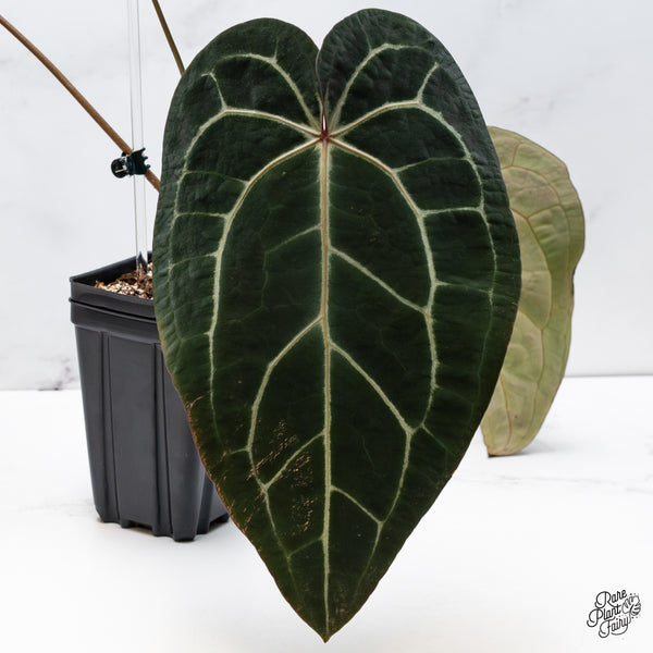 Anthurium Home, Sweet Home '32' x Red Velvet Cake '24' by DocBlock® (wk42-A)