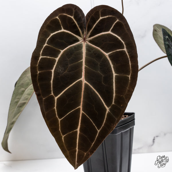 Anthurium Home, Sweet Home '32' x Red Velvet Cake '24' by DocBlock® (wk42-A)