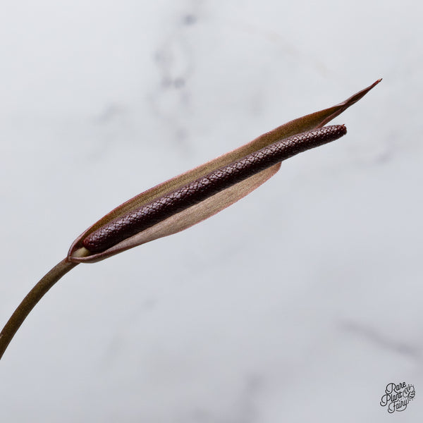 Anthurium Home, Sweet Home '32' x Red Velvet Cake '24' by DocBlock® (wk42-A)