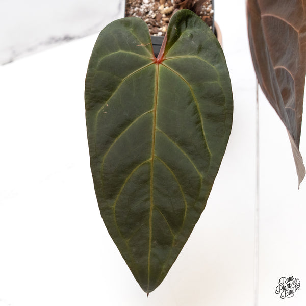 Anthurium Home, Sweet Home '32' x Red Velvet Cake '24' by DocBlock® (wk42-L) *Red Vein Emergent*