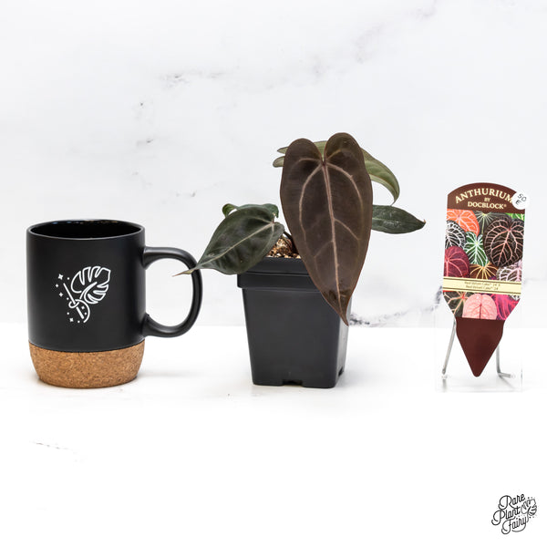 Anthurium Red Velvet Cake '24' x Red Velvet Cake '24' by DocBlock® (wk50-E)