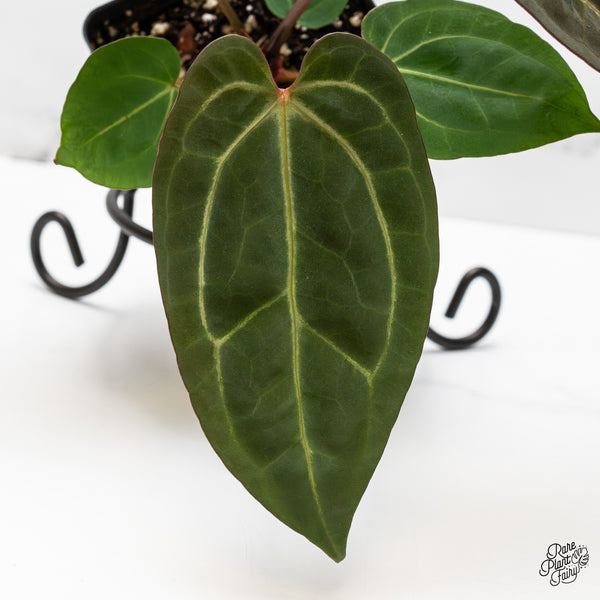 Anthurium Zara '29' x Dark & Handsome '9' by DocBlock® (wk49-X)