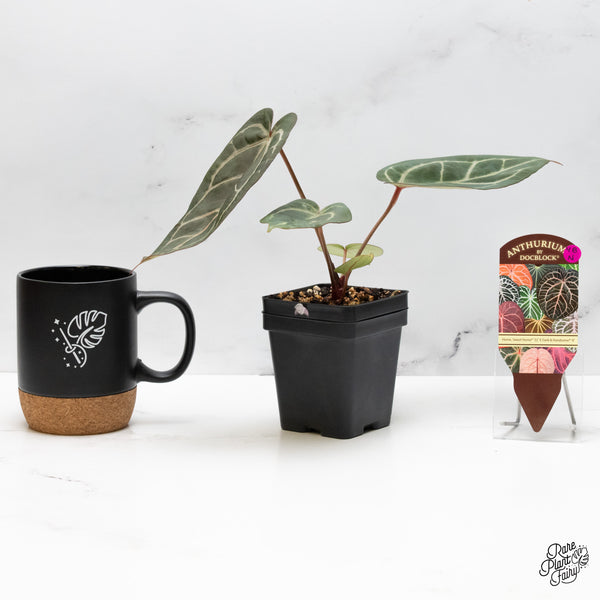 Anthurium Home, Sweet Home '32' x Dark & Handsome '9' by DocBlock® (wk48-N)