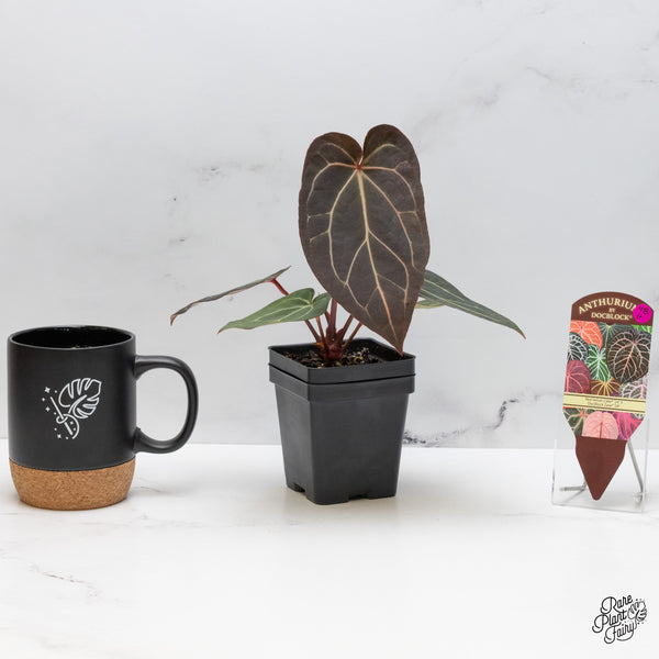 Anthurium Red Velvet Cake '24' x Zara '29' by DocBlock® (wk48-H)