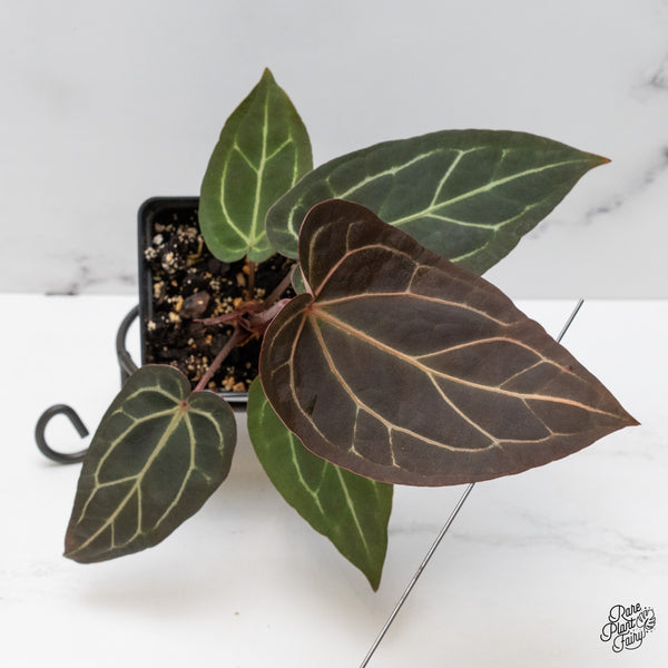 Anthurium Red Velvet Cake '24' x Zara '29' by DocBlock® (wk48-H)