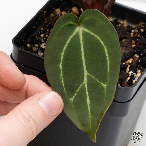 Anthurium Red Velvet Cake '24' x Zara '29' by DocBlock® (wk48-H)