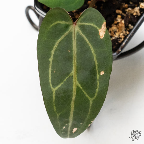 Anthurium Zara '29' x Dark & Handsome '9' by DocBlock® (wk48-R)