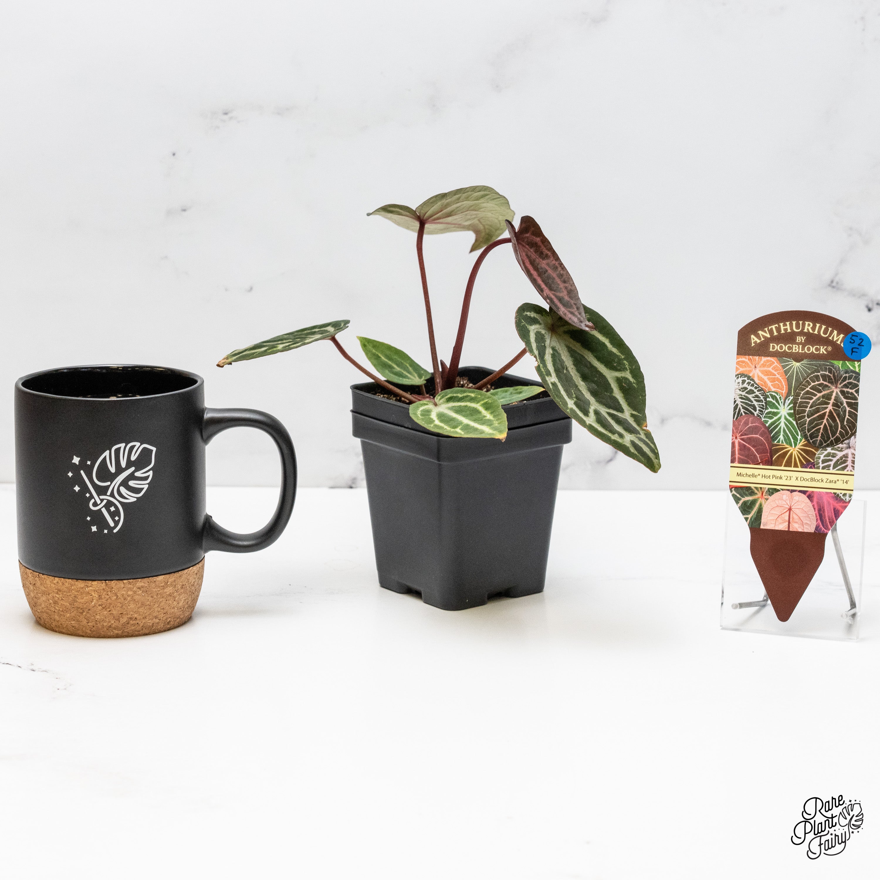 Anthurium Michelle Hot Pink '23' x Zara '14' by DocBlock® (wk52-F