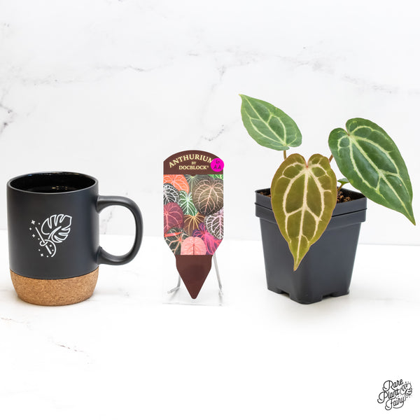 Anthurium F2 x Carlablackiae by DocBlock® (wk6-AA)