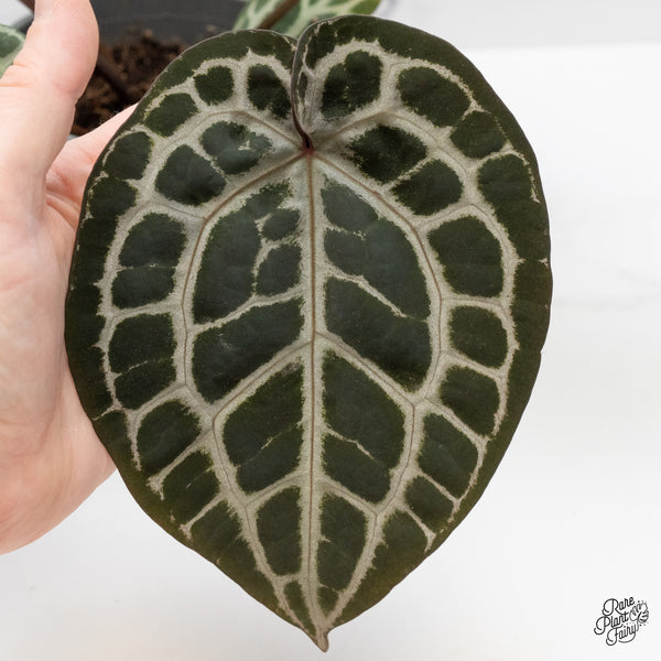 Anthurium Zara '31' x Tortoise Shell Grey '36' by DocBlock® (wk51-AB)