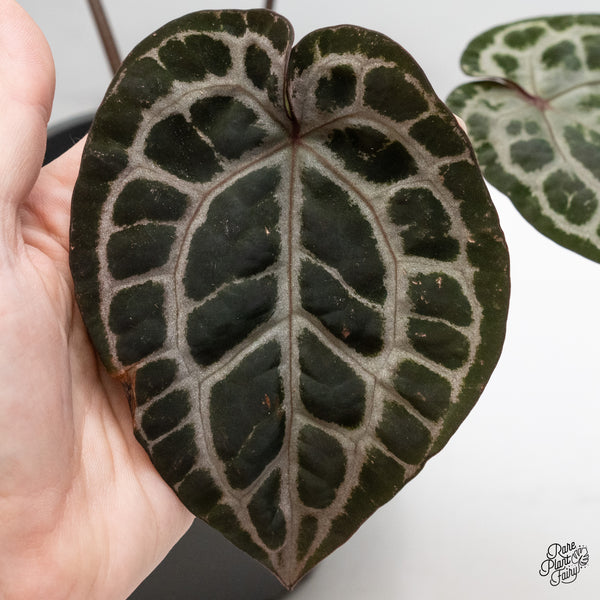 Anthurium Zara '31' x Tortoise Shell Grey '36' by DocBlock® (wk51-AB)