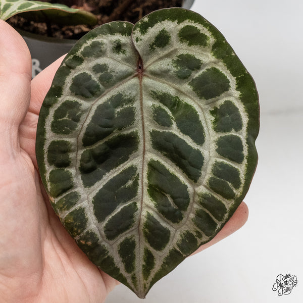 Anthurium Zara '31' x Tortoise Shell Grey '36' by DocBlock® (wk51-AB)